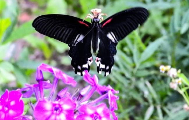 Shangrala's Beautiful Butterflies 2