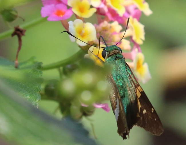 Shangrala's Beautiful Butterflies 2