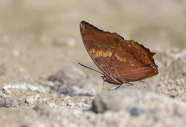 Shangrala's Beautiful Butterflies 2