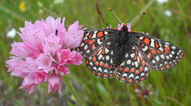 Shangrala's Beautiful Butterflies 2