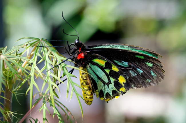 Shangrala's Beautiful Butterflies 2