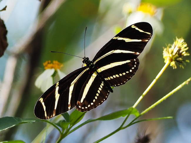 Shangrala's Beautiful Butterflies 2