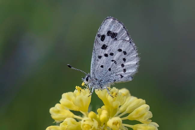 Shangrala's Beautiful Butterflies 2