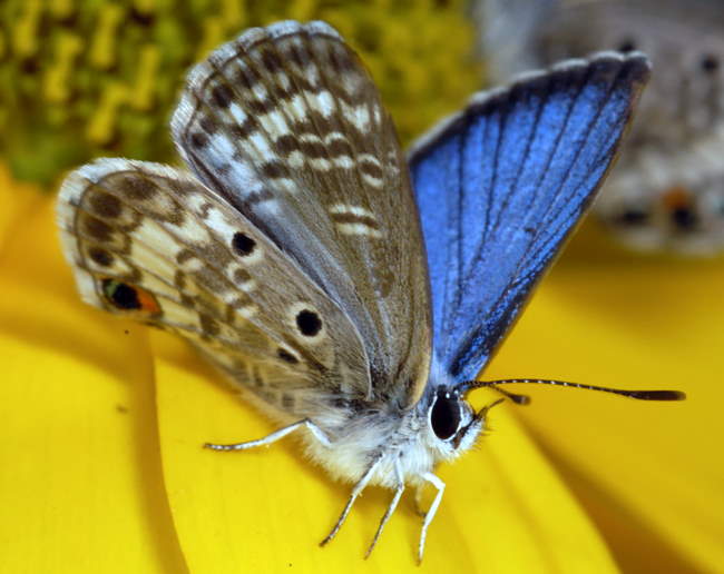 Shangrala's Beautiful Butterflies 2