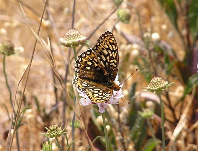 Shangrala's Beautiful Butterflies 2