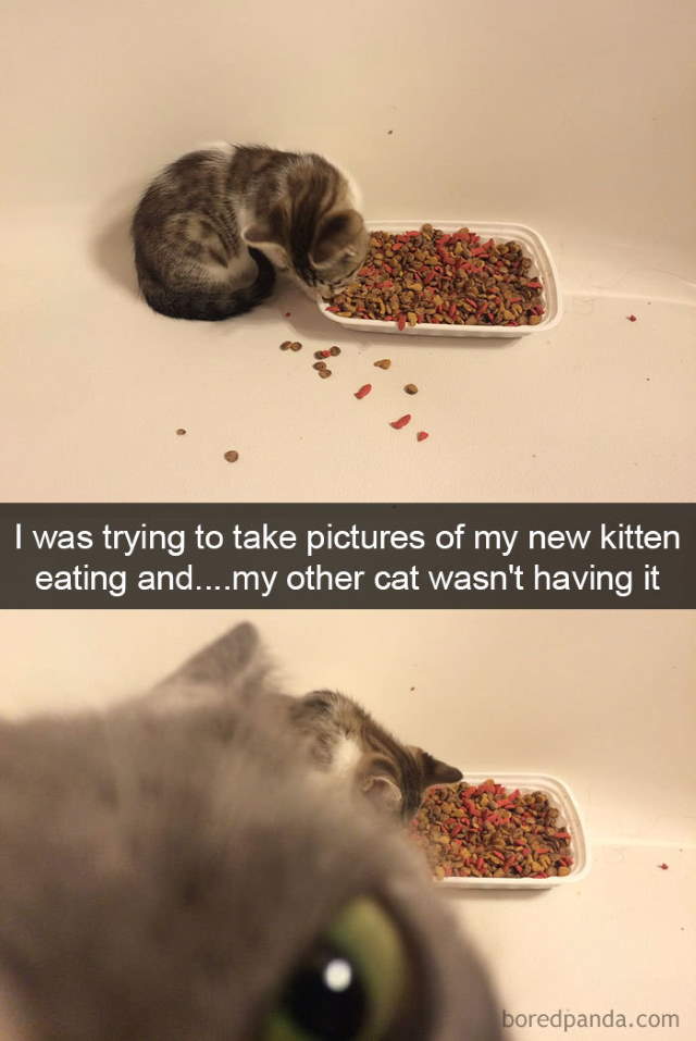 Cat-Snap Photos