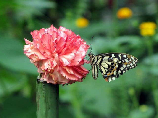 Shangrala's Beloved Flower Meanings