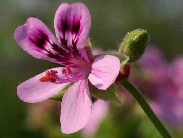 Shangrala's Fragrant Garden