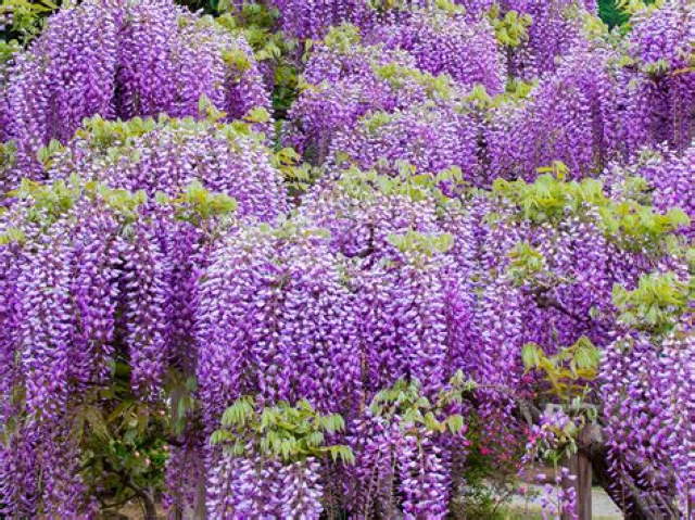 Shangrala's Fragrant Garden