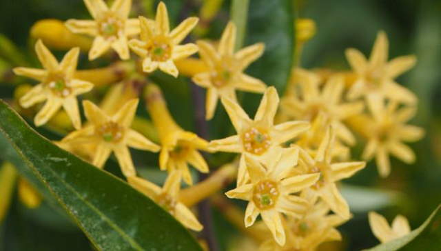 Shangrala's Fragrant Garden