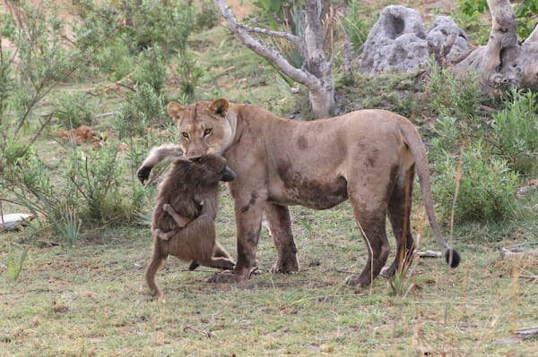 Shangrala's Lioness And Baboon