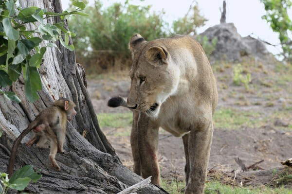 Shangrala's Lioness And Baboon