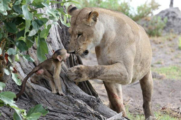 Shangrala's Lioness And Baboon