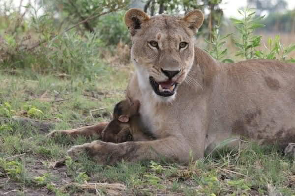 Shangrala's Lioness And Baboon