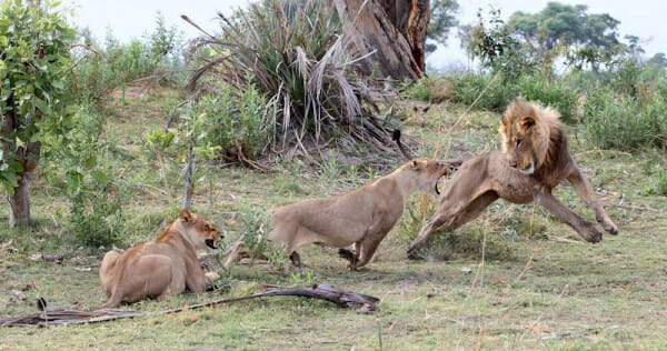 Shangrala's Lioness And Baboon