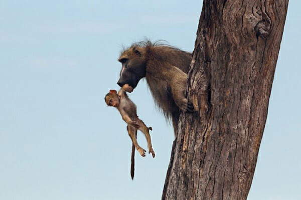 Shangrala's Lioness And Baboon