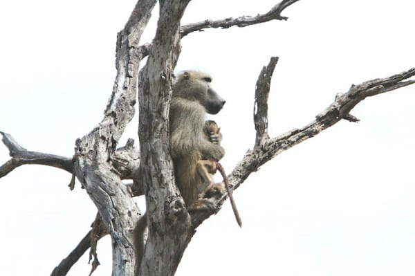 Shangrala's Lioness And Baboon