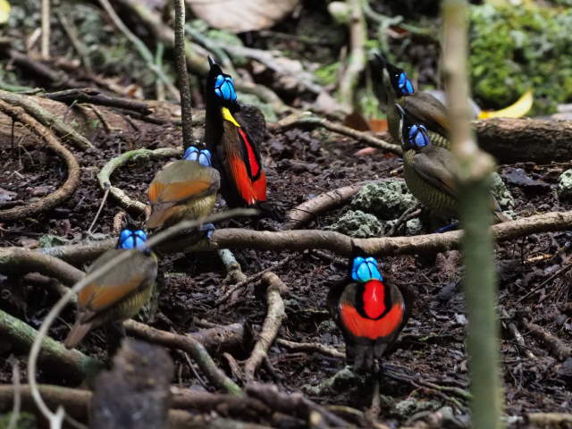 Shangrala's Beautiful Exoctic Birds 2