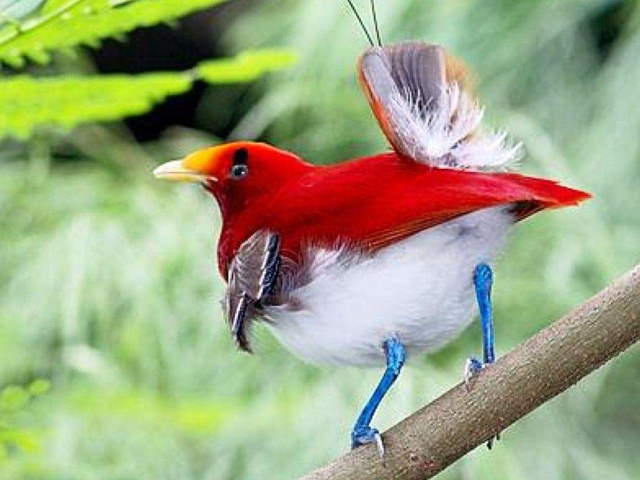 Shangrala's Beautiful Exoctic Birds 2