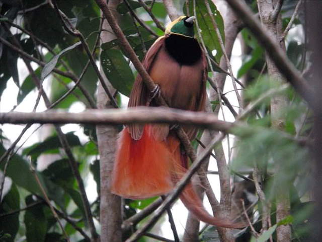 Shangrala's Beautiful Exoctic Birds 2