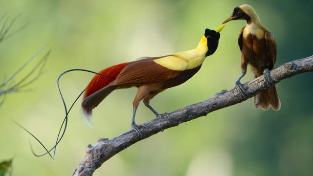 Shangrala's Beautiful Exoctic Birds 2