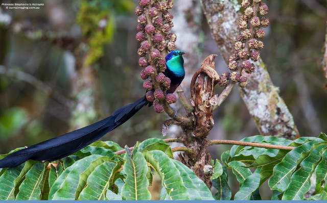 Shangrala's Beautiful Exoctic Birds 2