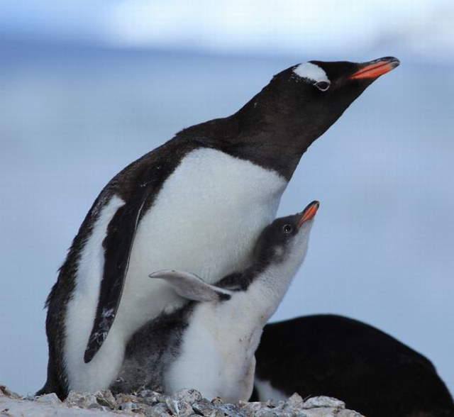 Shangrala's For Penguin Lovers