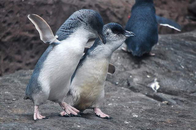 Shangrala's For Penguin Lovers