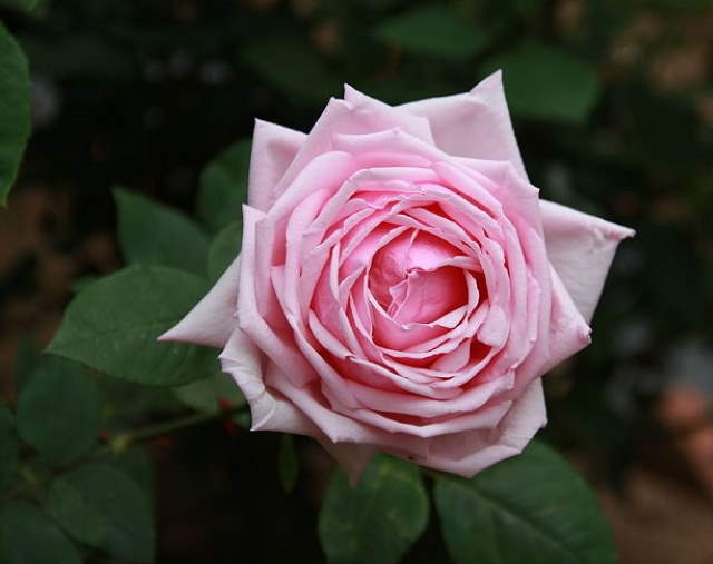 Shangrala's Garden Roses