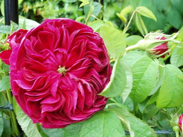 Shangrala's Garden Roses