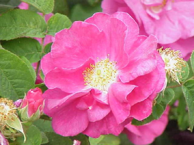 Shangrala's Garden Roses