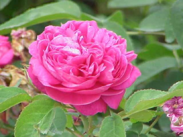 Shangrala's Garden Roses