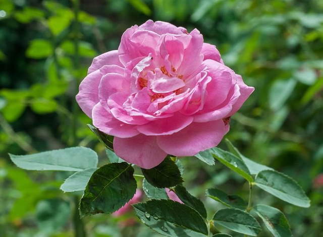 Shangrala's Garden Roses