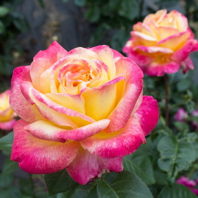 Shangrala's Garden Roses