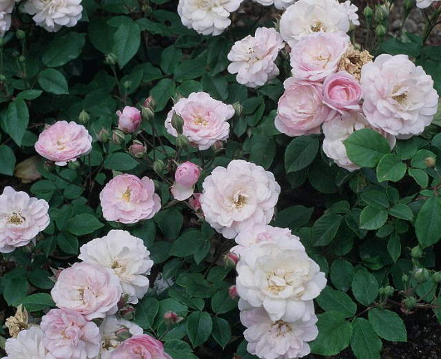 Shangrala's Garden Roses