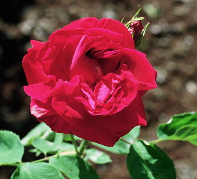 Shangrala's Garden Roses