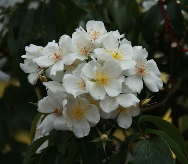 Shangrala's Garden Roses