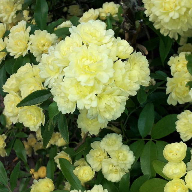 Shangrala's Garden Roses