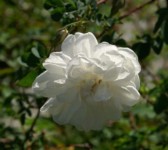 Shangrala's Garden Roses