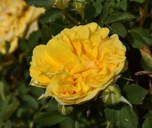 Shangrala's Garden Roses