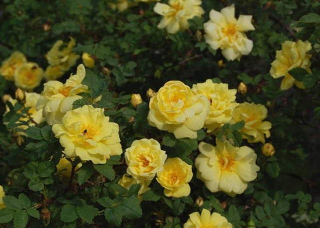 Shangrala's Garden Roses