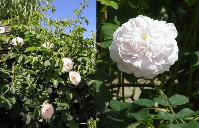 Shangrala's Garden Roses