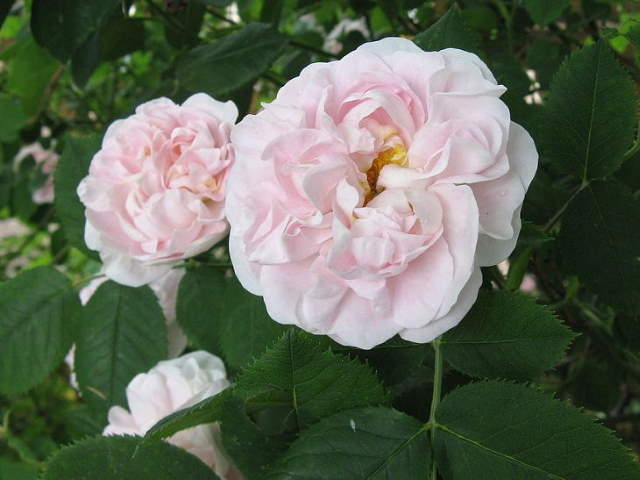 Shangrala's Garden Roses