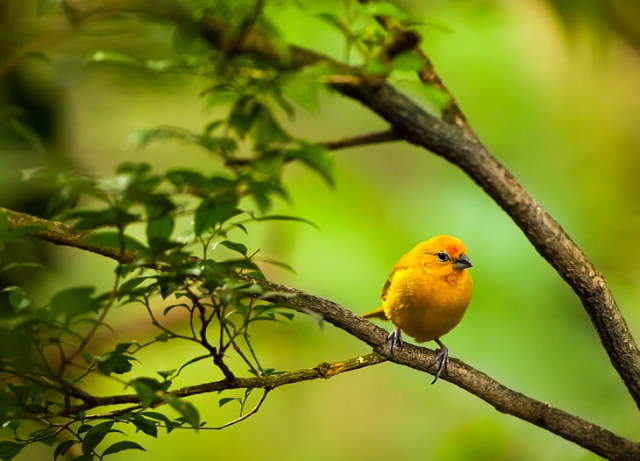 Shangrala's Lovely Song Birds