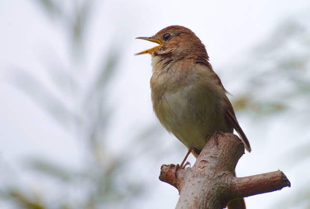 Shangrala's Lovely Song Birds