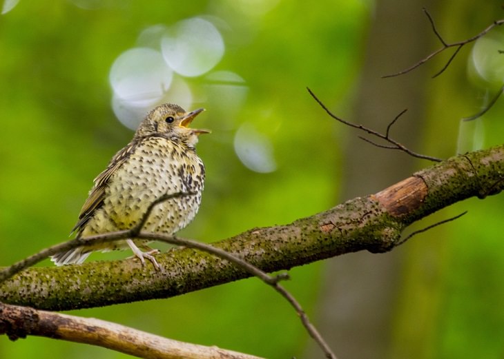 Shangrala's Lovely Song Birds