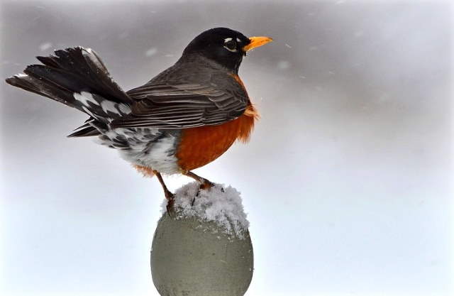 Shangrala's Lovely Song Birds