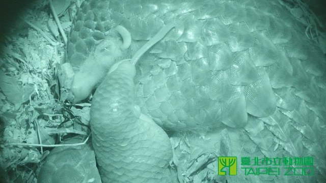 Shangrala's Taipei Zoo Pangolin Baby