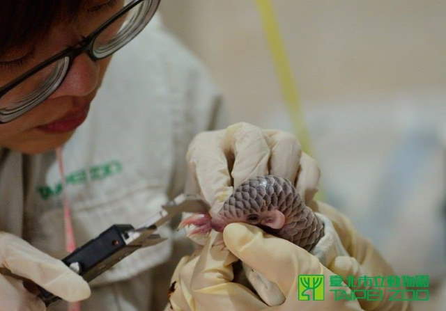 Shangrala's Taipei Zoo Pangolin Baby