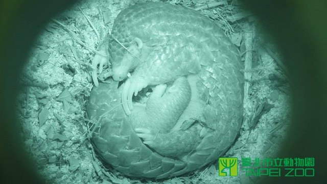 Shangrala's Taipei Zoo Pangolin Baby